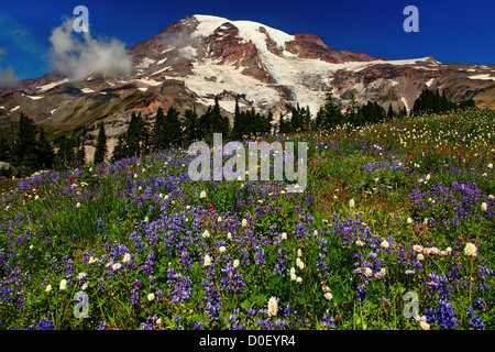 Lupin et autres fleurs sauvages et le Mont Rainier, au Paradise Meadows, Mount Rainier National Park, Washington. Banque D'Images