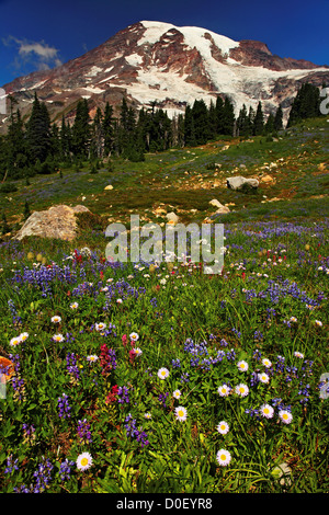 Lupin et autres fleurs sauvages et le Mont Rainier, au Paradise Meadows, Mount Rainier National Park, Washington. Banque D'Images