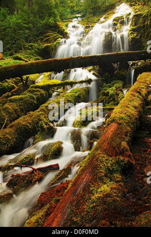 Procuration tombe dans le désert, trois Sœurs de la forêt nationale de Willamette, Oregon. Banque D'Images