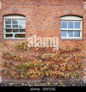 Un apple l'espalier horizontal en automne, England, UK Banque D'Images