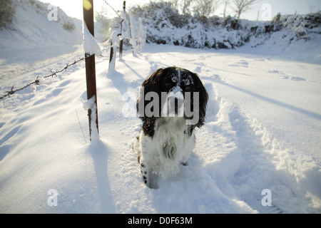 Un chien de chasse noir et blanc (English SPRINGER SPANIEL) avec de la neige sur sa tête posée dans un champ neigeux à côté d'une route enneigée. Banque D'Images