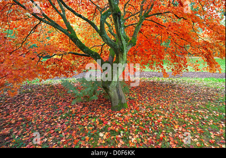 L'érable japonais dans la couleur en automne, Westonbirt Arboretum National, Golucestershire, England, UK Banque D'Images