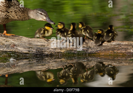 Canard colvert femelle et ses canetons Banque D'Images