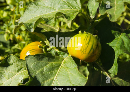 Heirloom tomato plant avec deux jaunes et verts heirloom tomatoes Banque D'Images