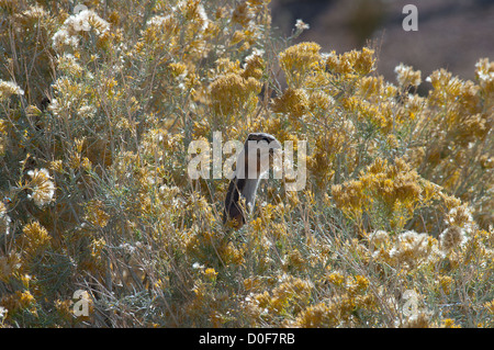 Écureuil antilope à queue blanche en caoutchouc, Mojave Manger Bigelovie Ammospermophilus leucurus Banque D'Images