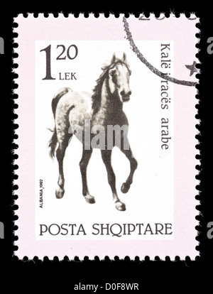 Timbre-poste d'Albanie représentant un cheval arabe. Banque D'Images