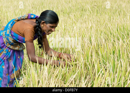 Femme indienne contrôle de plants de riz mûrs pour voir s'ils sont prêts pour la récolte. L'Andhra Pradesh, Inde Banque D'Images