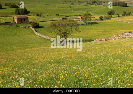 Vue sur prairie, fleurs, Raydale Yorkshire Dales National Park, England, United Kingdom Banque D'Images