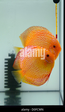 Fire discus en aquarium Banque D'Images