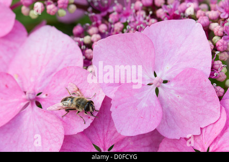 Fleur rose arbustes hydrangea close up Banque D'Images