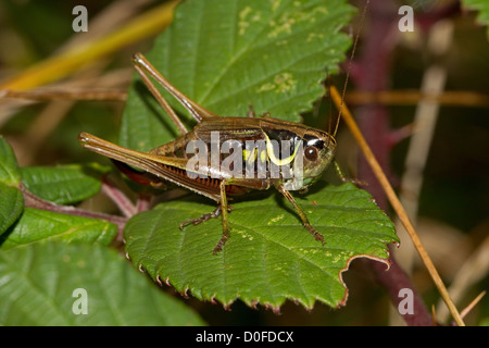 Roesel mâle's Bush-cricket (Metrioptera roeselii) Banque D'Images