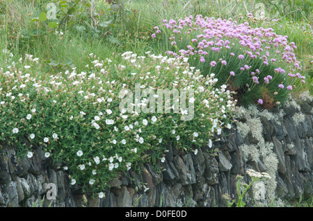 (Thrift Armeria maritima) sur le vieux mur de pierre près de falaise. Newquay, Cornwall, UK. De juin. Banque D'Images