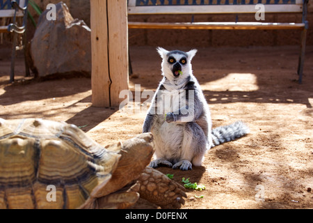 Lemur catta et la tortue dans un parc sur l'île de Tenerife Banque D'Images