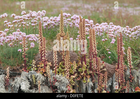 Navelwort (ombilic rupestris) et l'épargne (Armeria maritima) sur le mur de pierre. Broad Oak, Cornwall, UK. De juin. Banque D'Images