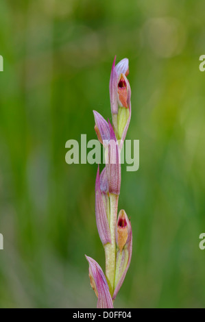 Zungenstendel Kleinblütiger, Serapias parviflora, petite fleur d'Orchidée de la flèche Banque D'Images