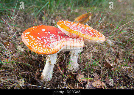 Deux champignons agaric en automne Banque D'Images