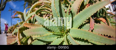 Photographie par Roy Riley 201207816547063 Lanzarote Banque D'Images