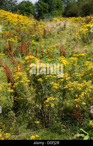 Floraison Séneçon Oxford par sentier Wharram Percy English Channel Angleterre Banque D'Images