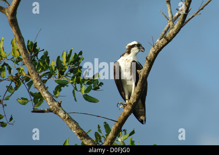 Seul un balbuzard pêcheur (Pandion haliaetus) perché dans un arbre, Herradura, Costa Rica Banque D'Images