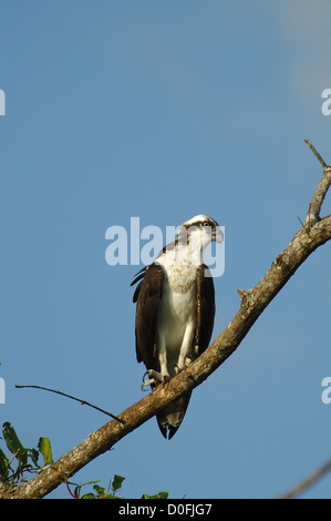 Seul un balbuzard pêcheur (Pandion haliaetus) perché dans un arbre, Herradura, Costa Rica Banque D'Images