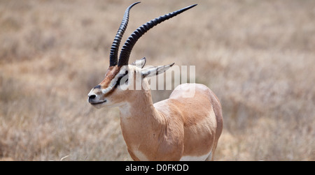 Portrait d'une gazelle de Grant. Parc national de Serengeti, Tanzanie Banque D'Images