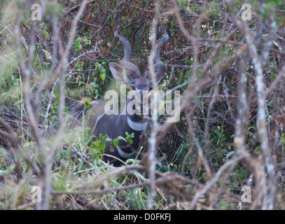 Une moindre Kudu Buck dans le pinceau du Serengeti. Tanzanie Banque D'Images