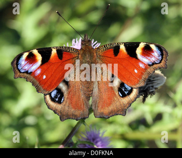 Papillon Paon commun européen (Inachis io, Aglais io) sur une fleur de chardon Banque D'Images