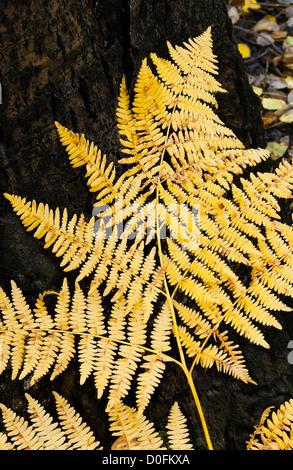 Close-up of golden fern dans l'automne avec motif gracieux sombre se détachant sur l'écorce des arbres. Banque D'Images