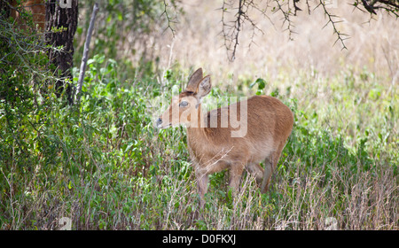 Une femelle Reedbuck sous un Acacia. Parc national de Serengeti, Tanzanie Banque D'Images