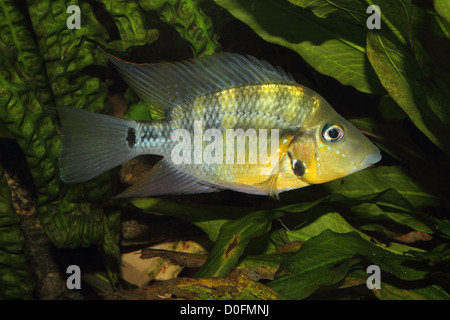 Feu jaune bouche (Thorichthys passionis) - mâle dans un aquarium Banque D'Images