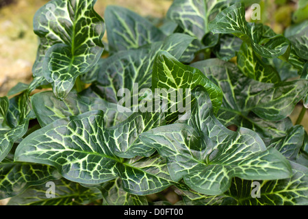 Italian Lords and Ladies, italiensk-munkhätta (Arum italicum) Banque D'Images