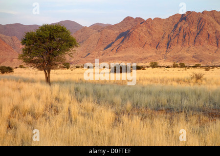 Paysage désertique avec les herbes et les arbres d'Acacia africains en fin d'après-midi, lumière, Namibie, Afrique du Sud Banque D'Images