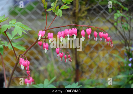 Fleurs Bleeding-Heart si l'avant d'une clôture Banque D'Images