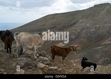 Dh Lanzarote Lanzarote Lanzarote troupeau d'animaux domestiques à flanc de montagne Banque D'Images