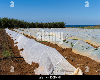 les champs chypriotes dh CULTIVENT LE SUD DE CHYPRE en rangées de légumes d'élevage Banque D'Images