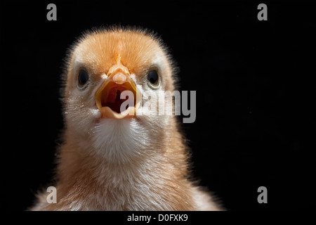 Bébé chics, ou des Poulets Banque D'Images