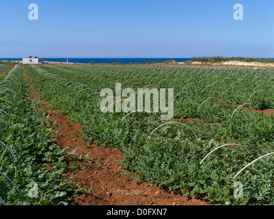 les champs chypriotes dh CULTIVENT LE SUD DE CHYPRE en rangées de légumes d'élevage Banque D'Images