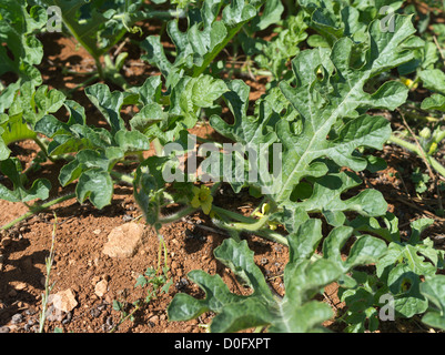 dh AGRICULTURE SUD CHYPRE ?courgette d'élevage? Légumes dans les champs chypriotes Banque D'Images