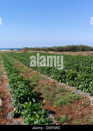 les champs chypriotes dh CULTIVENT DES légumes de poivrons d'élevage DE CHYPRE-SUD dans l'usine de Capsicum annuum Banque D'Images