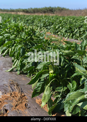 les champs chypriotes dh CULTIVENT DES légumes de poivrons d'élevage DE CHYPRE-SUD dans l'usine de Capsicum annuum Banque D'Images