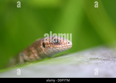 Commune européenne (lézard Lacerta vivipara, Zootoca vivipara), l'Europe, l'Estonie Banque D'Images