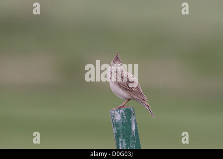 Crested lark portrait Banque D'Images