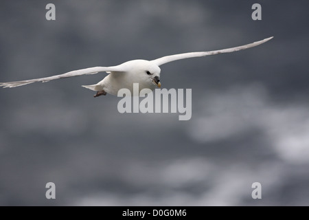 En vol au-dessus de la mer de fulmars boréaux Banque D'Images