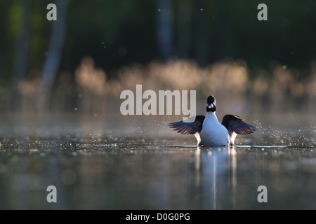 Goldeneye mâle (Bucephala clangula) étend ses ailes. L'Europe Banque D'Images