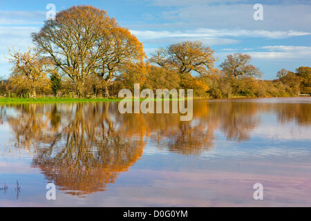 Exeter, Royaume-Uni. 25 novembre, 2012. Les prairies inondées par River Exe dans l'Exe Valley après de fortes pluies dans le Devon la nuit dernière. Banque D'Images