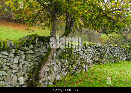 Un bush Hawthorne se développe hors de la base d'un mur en pierre sèche dans le Lake District, Cumbria, Angleterre Banque D'Images