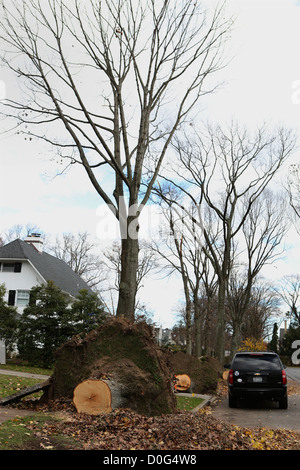 Les arbres le long des numéros 49 et 51 maison Locust Street in Garden City, NY attendre le nettoyage après la chute des vents de la tempête tropicale Banque D'Images