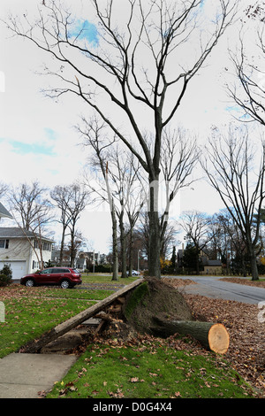 L'un de plusieurs arbres le long des numéros 49 et 51 maison Locust Street in Garden City, NY attendre le nettoyage après la chute des vents à partir de Banque D'Images