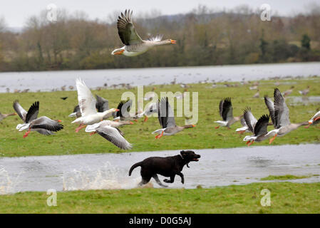 Oxford, UK. 25 novembre, 2012. Un chien chasies à travers les oies les inondations à Port Meadow, Oxford Banque D'Images