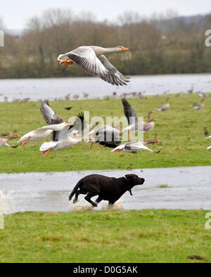 Oxford, UK. 25 novembre, 2012. Un chien chasies à travers les oies les inondations à Port Meadow, Oxford Banque D'Images